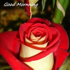 Meet your Posher, Rose